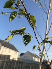 What’s eating my birch trees? 🌳