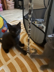 Bringing home 2 kittens on Sunday - what have I forgotten?!