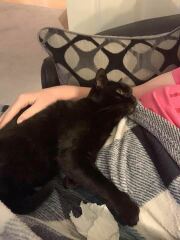 DH says cat needs to show more gratitude