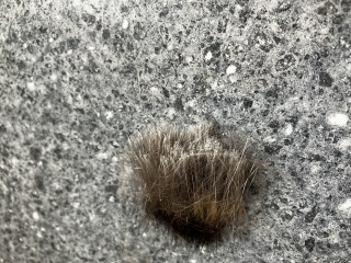 Something “shaved” my cat!