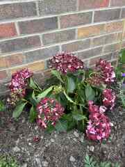 Campanulas and hydrangea not doing great