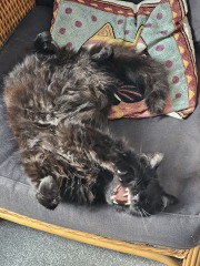 Roond and roond and up and doon - the Excellent Cats roam aboot