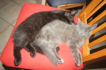 Bringing home 2 kittens on Sunday - what have I forgotten?!