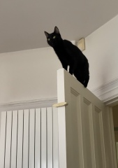 Roond and roond and up and doon - the Excellent Cats roam aboot