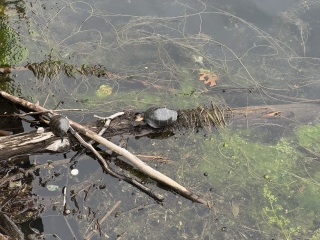 Come and tell us your dull and unexciting news 33: Calmly through the day