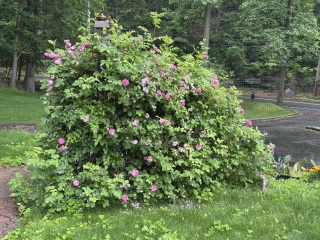 Come and tell us your dull and unexciting news 33: Calmly through the day