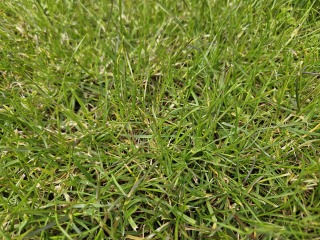 Why doesn't the grass grow in half the garden?