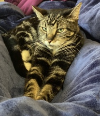 DH says cat needs to show more gratitude