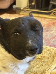 Dog's face severely swollen
