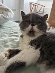 Pampered, Persian, Princess Penelope