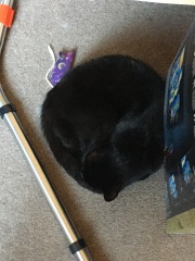 Roond and roond and up and doon - the Excellent Cats roam aboot