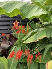 Anyone else planting a jungle/tropical garden?