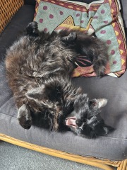 Roond and roond and up and doon - the Excellent Cats roam aboot