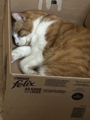 Cats everywhere!