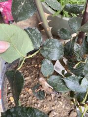 Why has only one rose grown? Am I doing something wrong?