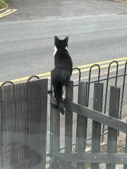 Roond and roond and up and doon - the Excellent Cats roam aboot