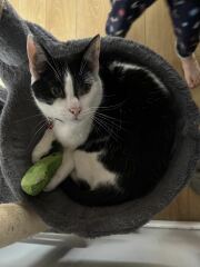 The One after the One where the Excellent Cats posed for a calendar