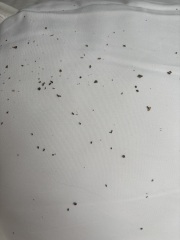 What is this under my pillow case?? (With pics)