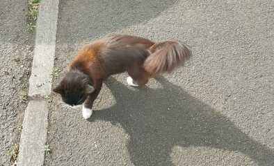 Roond and roond and up and doon - the Excellent Cats roam aboot