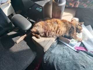 Roond and roond and up and doon - the Excellent Cats roam aboot