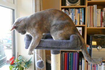 To show you my cat and her kittens for distraction and stress relief purposes?