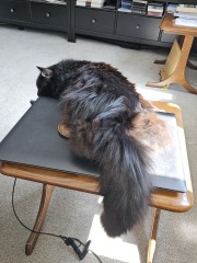 Roond and roond and up and doon - the Excellent Cats roam aboot