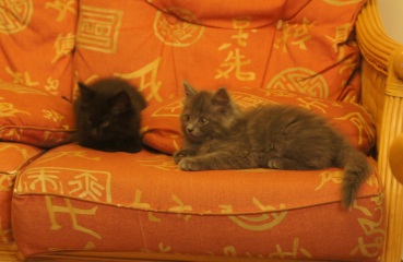 Bringing home 2 kittens on Sunday - what have I forgotten?!