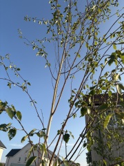What’s eating my birch trees? 🌳