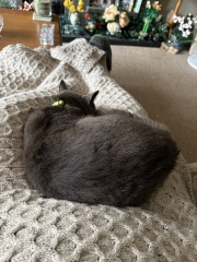 Roond and roond and up and doon - the Excellent Cats roam aboot