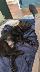 Crate training a puppy - so much conflicting advice