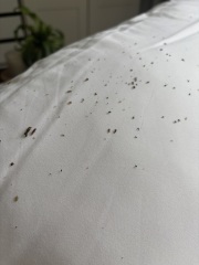 What is this under my pillow case?? (With pics)