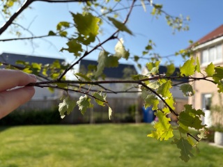 What’s eating my birch trees? 🌳