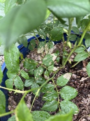 What’s happening with this rose?