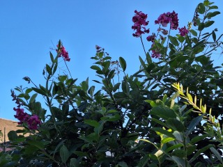 Merlin App Appreciation plus General Birding Chat