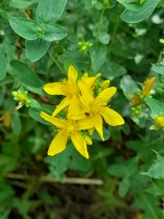 Weeds Have Rights Too !