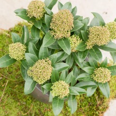 Can anyone identify this white shrub please?