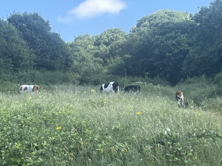 Roond and roond and up and doon - the Excellent Cats roam aboot