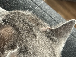 Is this an abscess?