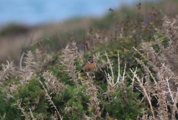 Merlin App Appreciation plus General Birding Chat
