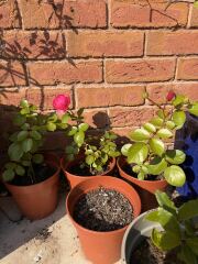 Please can you ID this rose?