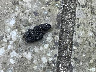 Is this hedgehog poo?