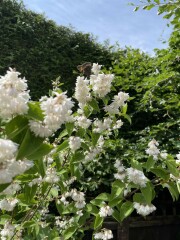 Plant ID help