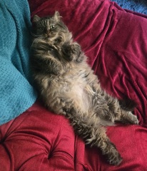 To show you my cat and her kittens for distraction and stress relief purposes?