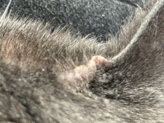 Is this an abscess?