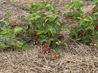 Come and tell us your dull and unexciting news 33: Calmly through the day