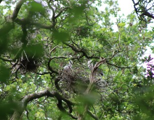Merlin App Appreciation plus General Birding Chat