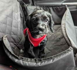 Adolescent Dog Survival Thread - for teenage dirtbags