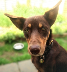 To show you my cat and her kittens for distraction and stress relief purposes?