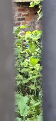 What have you done in the garden today? Part 7