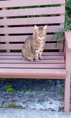 Roond and roond and up and doon - the Excellent Cats roam aboot